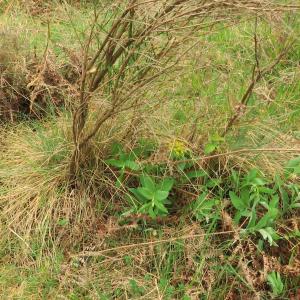 Photographie n°2474368 du taxon Polygonatum odoratum (Mill.) Druce