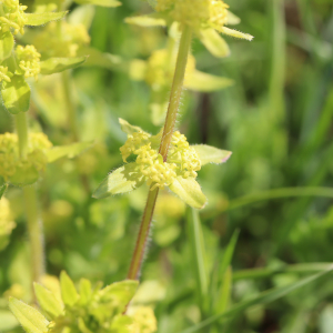 Photographie n°2474382 du taxon Cruciata laevipes Opiz [1852]