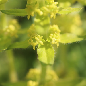 Photographie n°2474383 du taxon Cruciata laevipes Opiz [1852]