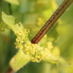 Photographie n°2474384 du taxon Cruciata laevipes Opiz [1852]