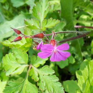 Photographie n°2474387 du taxon Geranium robertianum L. [1753]