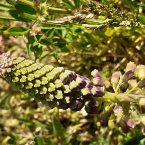 Photographie n°2474400 du taxon Muscari comosum (L.) Mill.