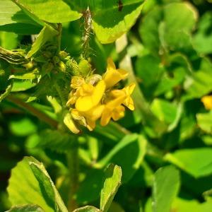 Photographie n°2474403 du taxon Medicago arabica (L.) Huds. [1762]