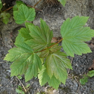 Photographie n°2474446 du taxon Acer pseudoplatanus L.