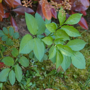 Photographie n°2474447 du taxon Sambucus nigra L.