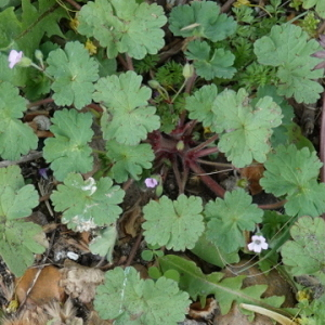 Photographie n°2474453 du taxon Geranium rotundifolium L. [1753]