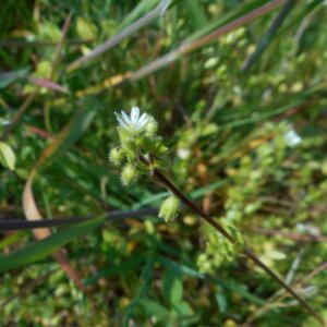 Photographie n°2474497 du taxon Cerastium fontanum Baumg. [1816]