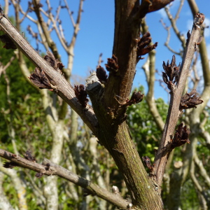 Photographie n°2474508 du taxon Lagerstroemia indica L. [1759]