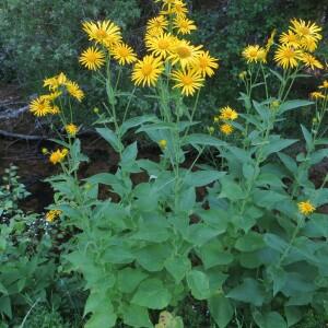 Photographie n°2474513 du taxon Doronicum austriacum Jacq. [1774]