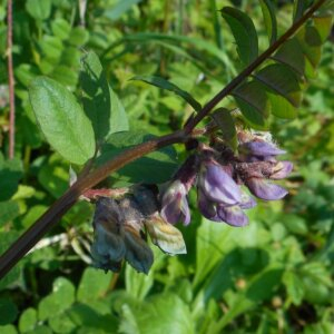 Photographie n°2474514 du taxon Vicia sepium L. [1753]