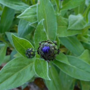 Photographie n°2474526 du taxon Cyanus montanus (L.) Hill