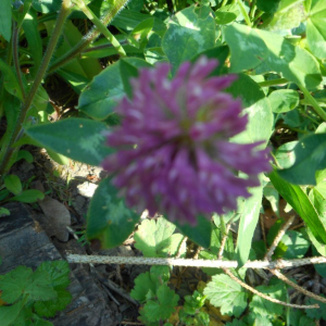 Photographie n°2474535 du taxon Trifolium pratense L. [1753]