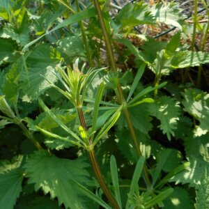 Photographie n°2474539 du taxon Galium aparine L. [1753]