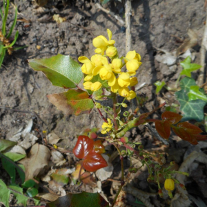 Photographie n°2474549 du taxon Berberis aquifolium Pursh [1814]