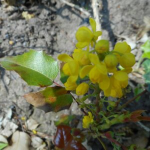 Photographie n°2474550 du taxon Berberis aquifolium Pursh [1814]