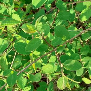 Photographie n°2474557 du taxon Lonicera xylosteum L. [1753]