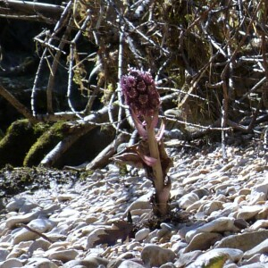 Photographie n°2474595 du taxon Petasites hybridus subsp. hybridus