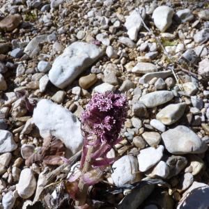 Photographie n°2474596 du taxon Petasites hybridus subsp. hybridus