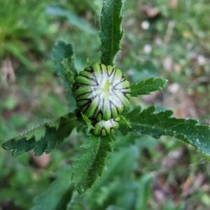 Photographie n°2474620 du taxon Leucanthemum vulgare Lam. [1779]