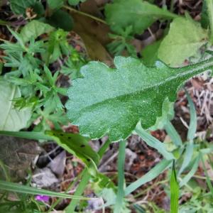 Photographie n°2474621 du taxon Leucanthemum vulgare Lam. [1779]