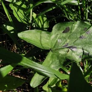 Photographie n°2474626 du taxon Arum maculatum L. [1753]