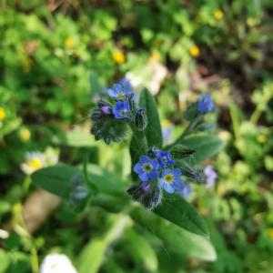 Photographie n°2474645 du taxon Myosotis arvensis (L.) Hill [1764]