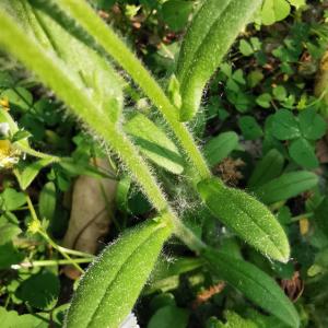 Photographie n°2474646 du taxon Myosotis arvensis (L.) Hill [1764]