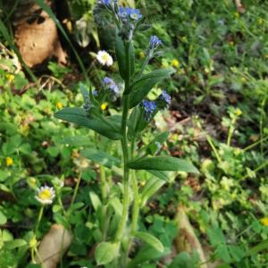 Photographie n°2474647 du taxon Myosotis arvensis (L.) Hill [1764]