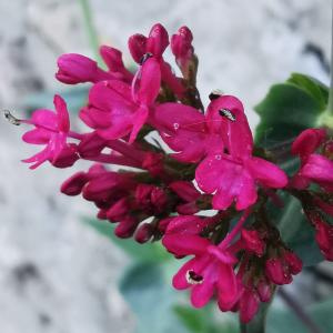 Photographie n°2474687 du taxon Centranthus ruber (L.) DC. [1805]