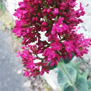 Photographie n°2474688 du taxon Centranthus ruber (L.) DC. [1805]