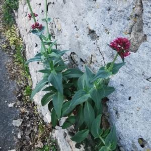 Photographie n°2474690 du taxon Centranthus ruber (L.) DC. [1805]