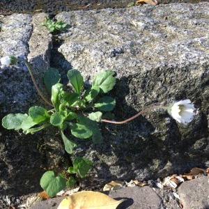 Photographie n°2474715 du taxon Bellis perennis L.