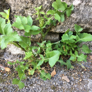 Photographie n°2474718 du taxon Sonchus oleraceus L.