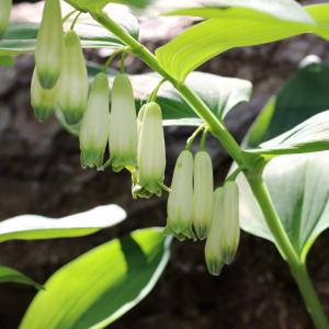 Photographie n°2474820 du taxon Polygonatum odoratum (Mill.) Druce