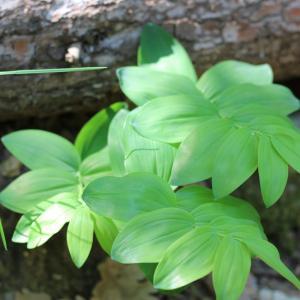 Photographie n°2474821 du taxon Polygonatum odoratum (Mill.) Druce