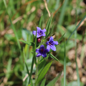 Photographie n°2474831 du taxon Buglossoides purpurocaerulea (L.) I.M.Johnst.