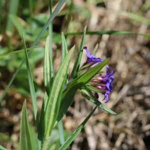 Photographie n°2474833 du taxon Buglossoides purpurocaerulea (L.) I.M.Johnst.