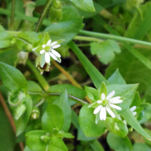 Photographie n°2474834 du taxon Stellaria media (L.) Vill. [1789]