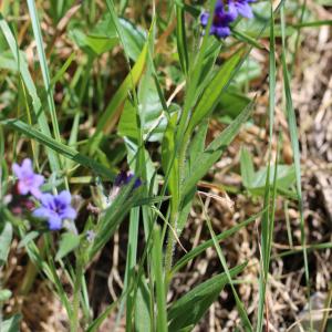 Photographie n°2474840 du taxon Buglossoides purpurocaerulea (L.) I.M.Johnst.