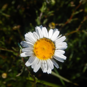 Photographie n°2474903 du taxon Leucanthemum vulgare Lam. [1779]