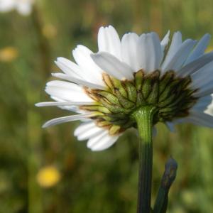 Photographie n°2474904 du taxon Leucanthemum vulgare Lam. [1779]