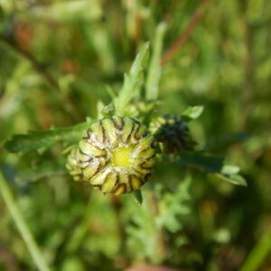 Photographie n°2474905 du taxon Leucanthemum vulgare Lam. [1779]