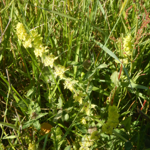 Photographie n°2474908 du taxon Cruciata laevipes Opiz [1852]