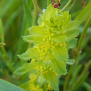 Photographie n°2474910 du taxon Cruciata laevipes Opiz [1852]