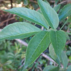 Photographie n°2474932 du taxon Sambucus nigra L. [1753]