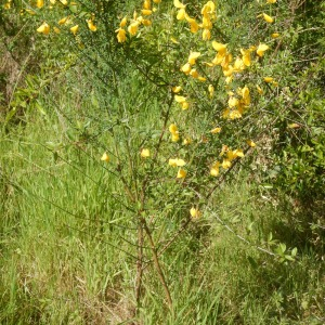 Photographie n°2474941 du taxon Cytisus scoparius (L.) Link [1822]