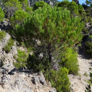 Photographie n°2474968 du taxon Pinus halepensis Mill. [1768]