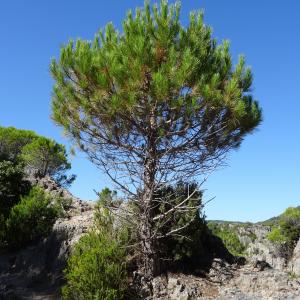 Photographie n°2474970 du taxon Pinus halepensis Mill. [1768]