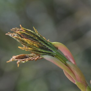 Photographie n°2474996 du taxon Acer pseudoplatanus L.