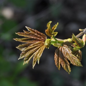 Photographie n°2474997 du taxon Acer pseudoplatanus L.